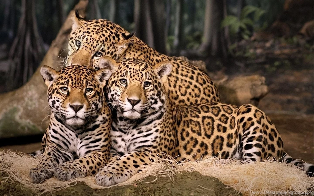 Leopard Wallpapers HD Android Apps And Tests AndroidPIT