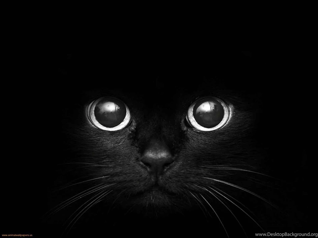 Cat Eye Computer Backgrounds Wallpapers