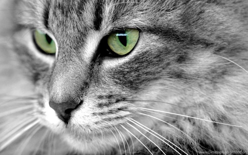 Beautiful Eyes Cats Wallpapers (16249944) Fanpop
