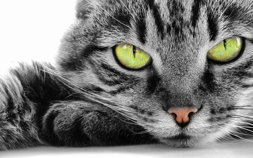 Pretty Cat With Beautiful Green Eyes Picture HD Wallpapers ...