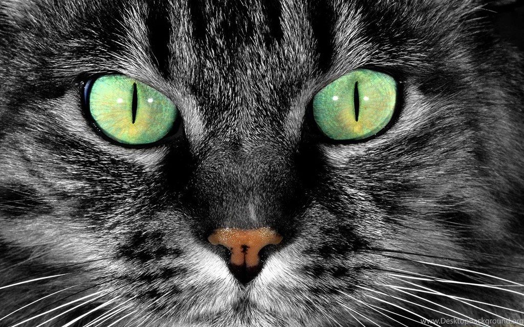 Cat Eyes Green Wallpapers