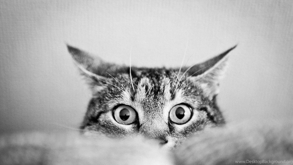 Black And White, Eyes, Cats, Animals, Cat Eyes :: Wallpapers