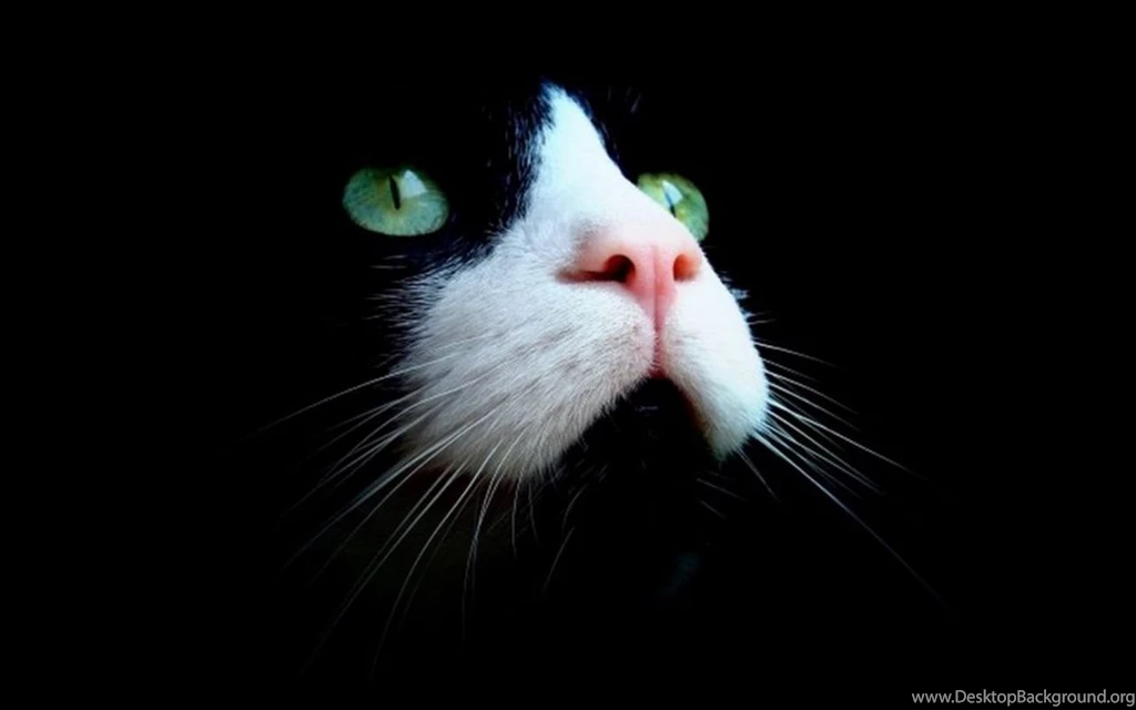 Gorgeous Green Eyes Cats Wallpapers (16249930) Fanpop