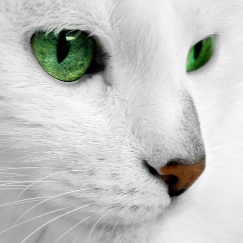 Cat iPad Wallpapers