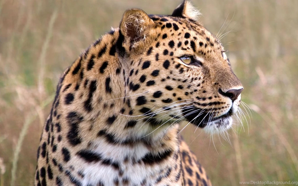Male Amur Leopard Wildlife Heritage UK Wallpapers