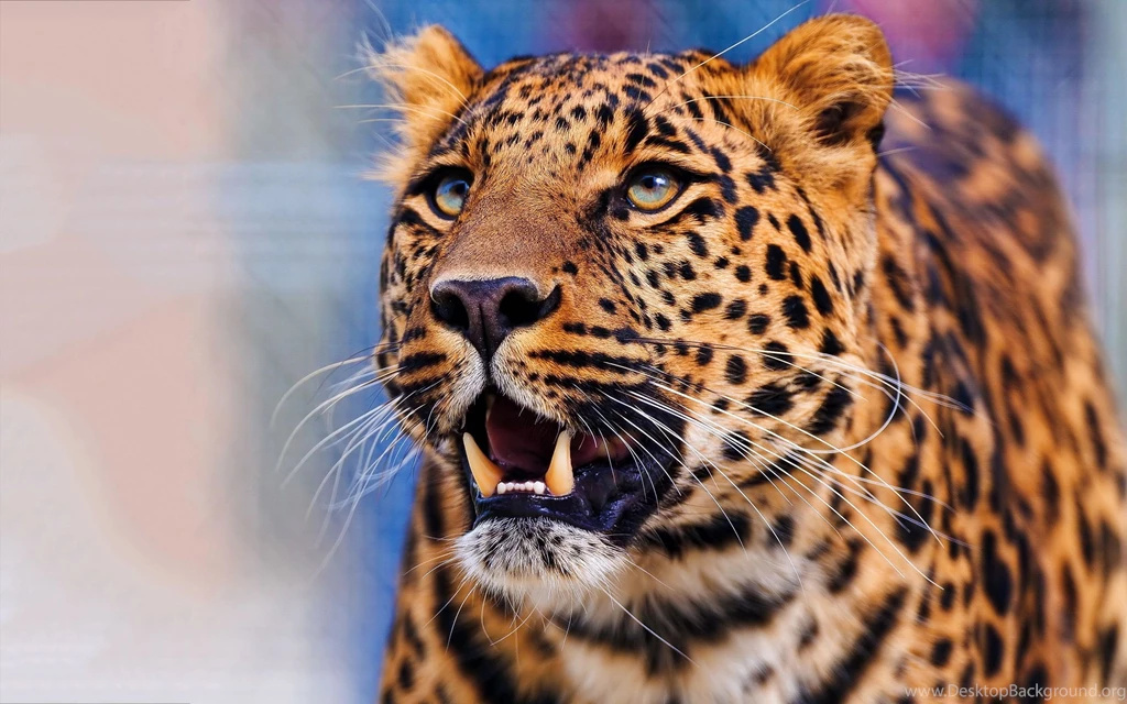 Leopard Face Hd Wallpapers