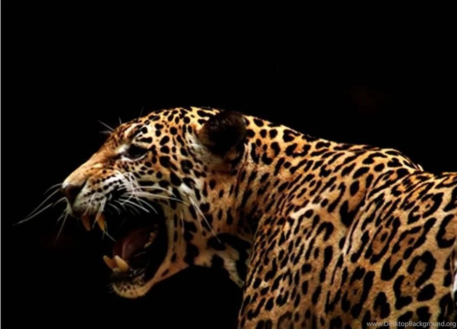 AMUR LEOPARD WALLPAPER (