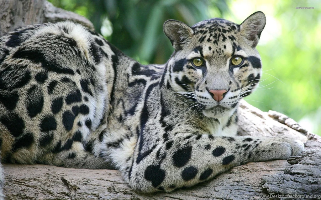 Clouded Leopard HD Wallpapers