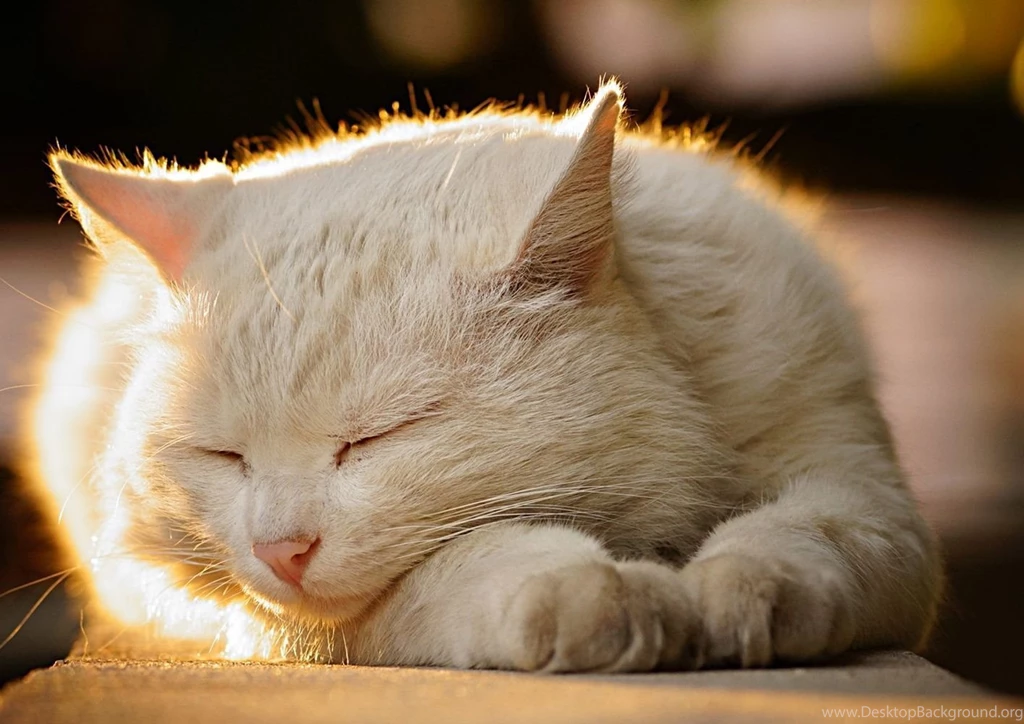 Hd Cat Wallpapers, Kitten Images, Cute Cat Photos, Free Cat Images ...