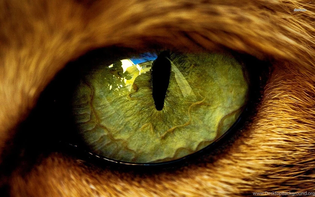 Cat Eye Wallpapers   Animal Wallpapers