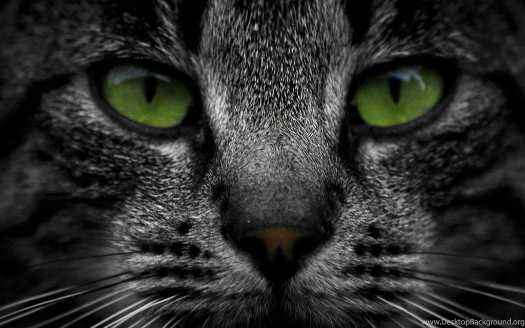 Cat Green Eyes Wallpapers
