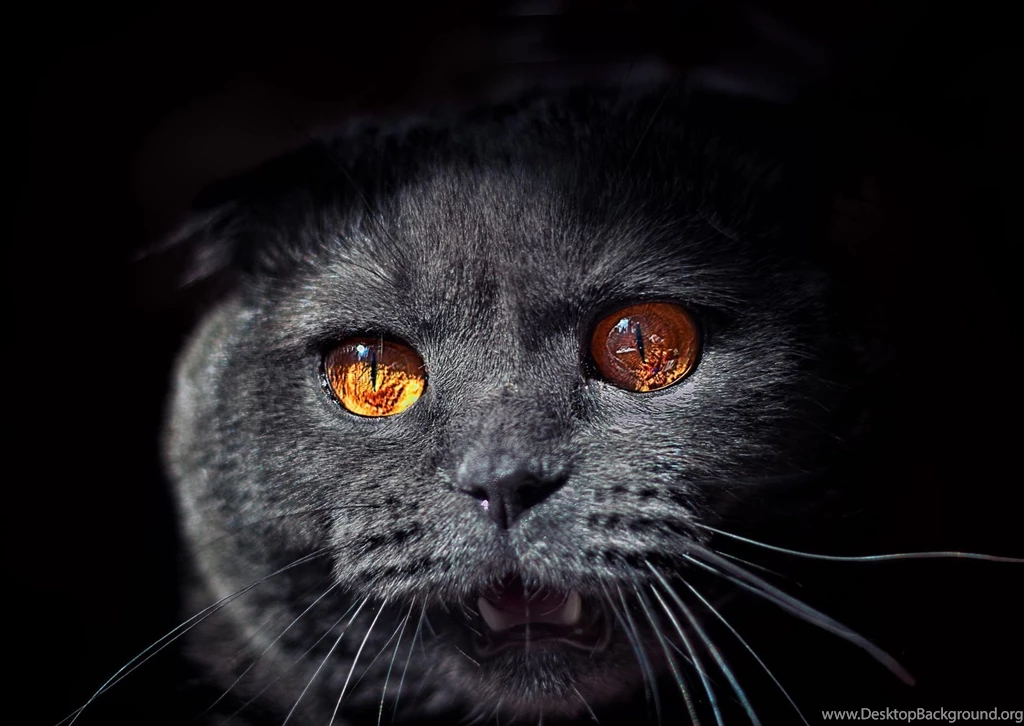 Hd Cat Wallpapers, Cute Cat Photos, Claw, Hairy, Animals, Pets ...