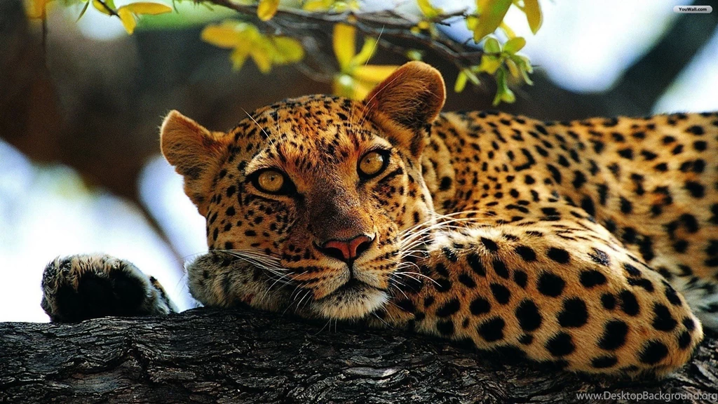 YouWall Calm Leopard Wallpapers Wallpaper,wallpapers,free ...