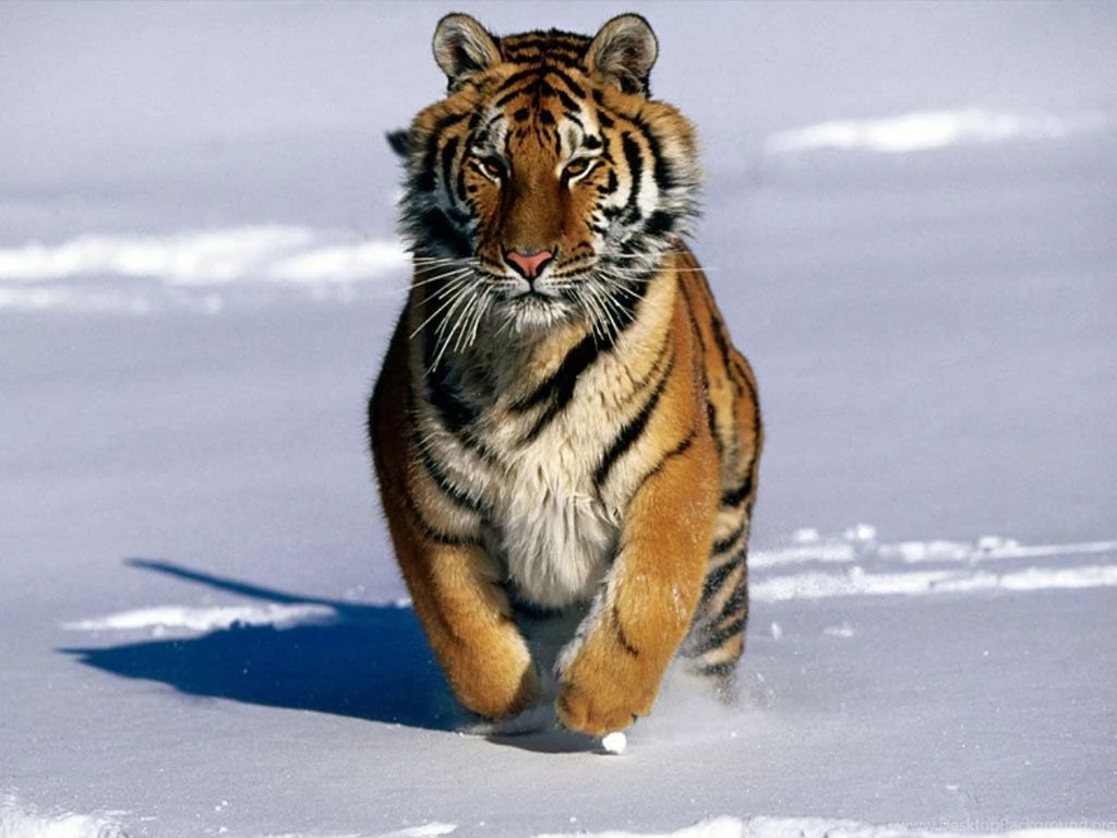 Tiger Wallpapers   Tigers Wallpapers (9981537)   Fanpop