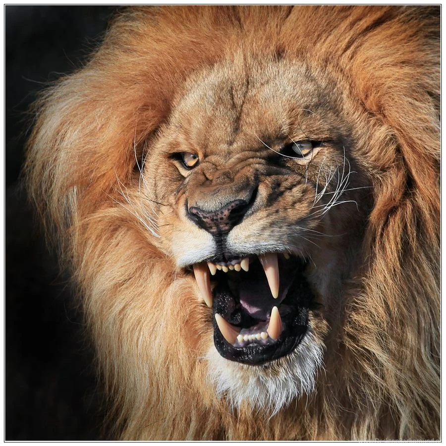 Angry Lion Pictures Hd Wallpapers Pretty Desktop Background