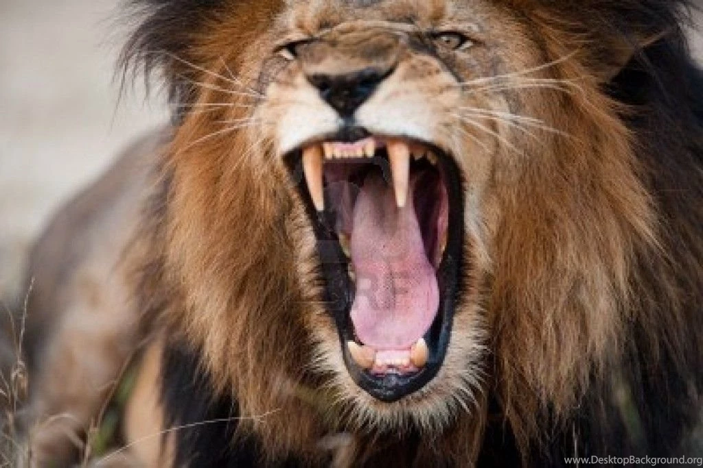 Angry Roaring Lion HD Wallpapers