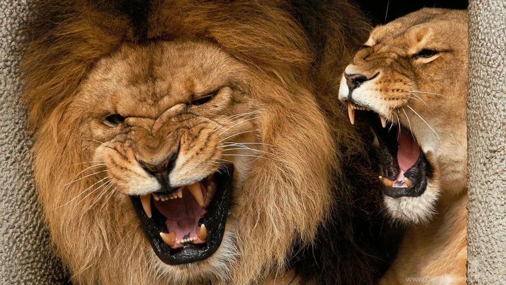 Download Lion Wallpapers HD Resolution