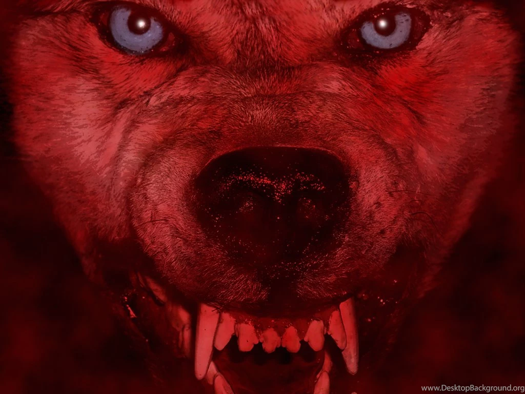 Red Wolf By CraicBaby On DeviantArt