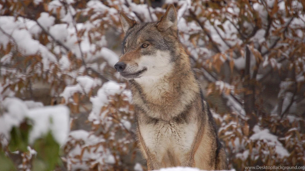 Red Wolf In The Woods HD Desktop Wallpapers : Widescreen : High ...
