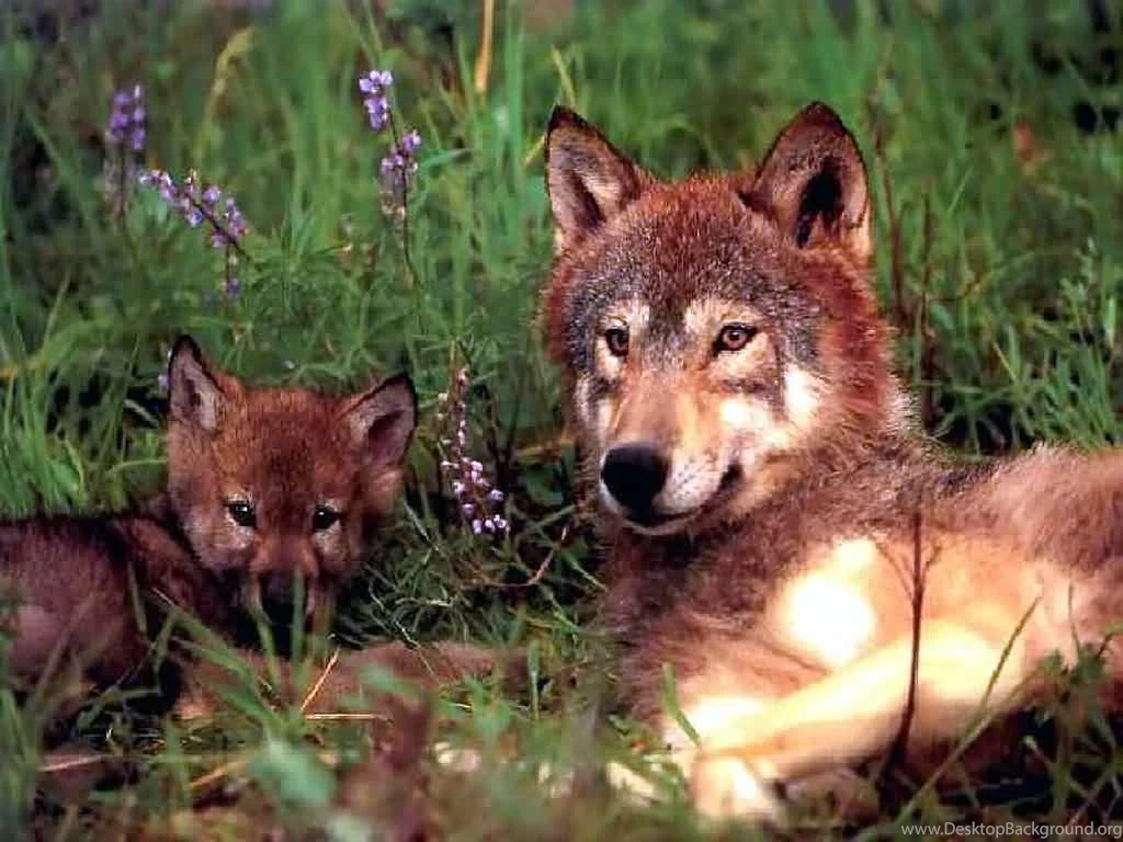 Red Wolf Whith Baby 1024x768px