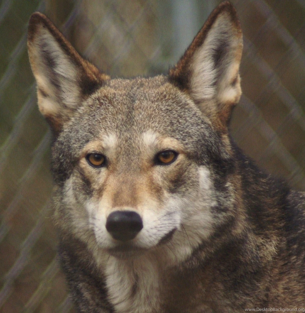 Desktop pics of the red wolf wallpaper.jpg