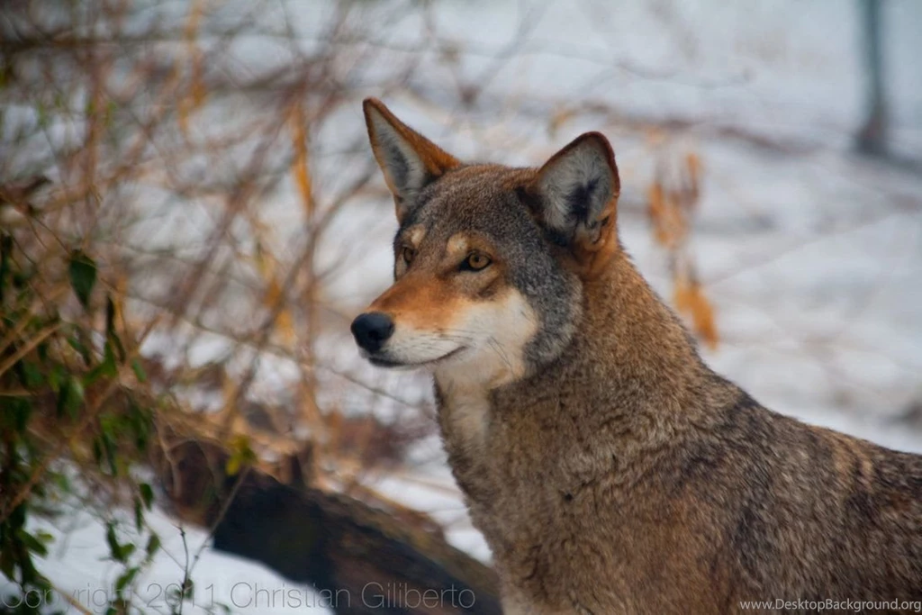 Red Wolf M1483 By ValdyrNordvindr On DeviantArt