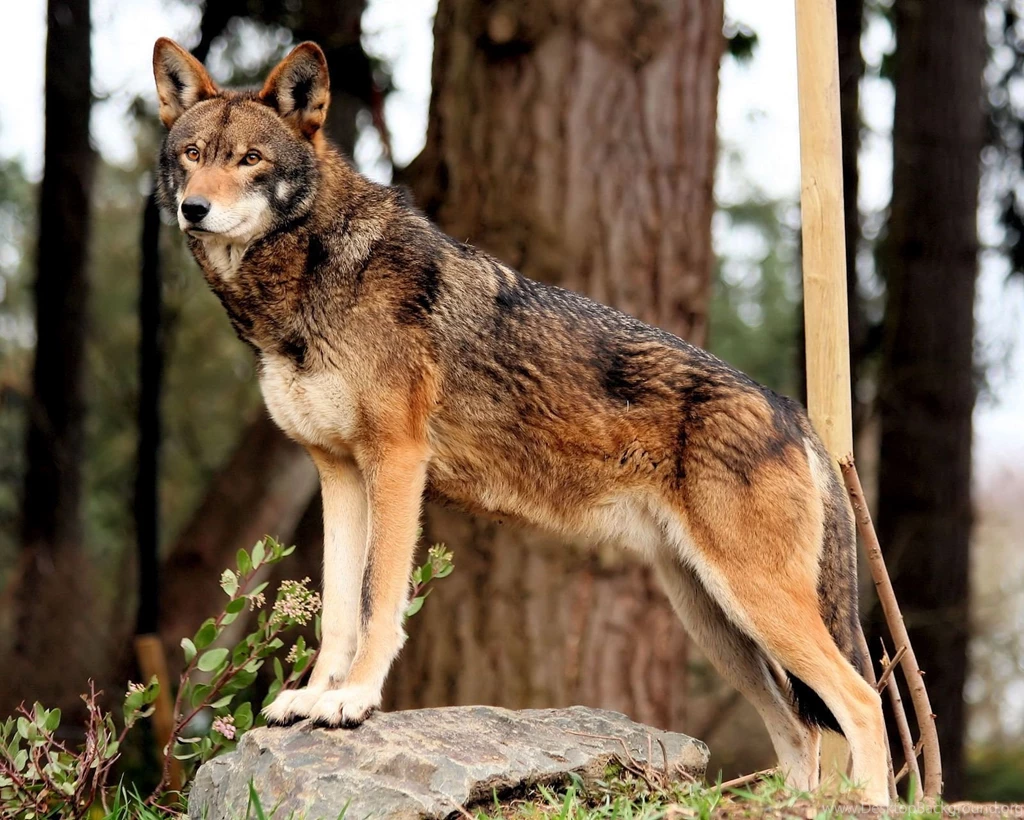 Images of the red wolf.jpg
