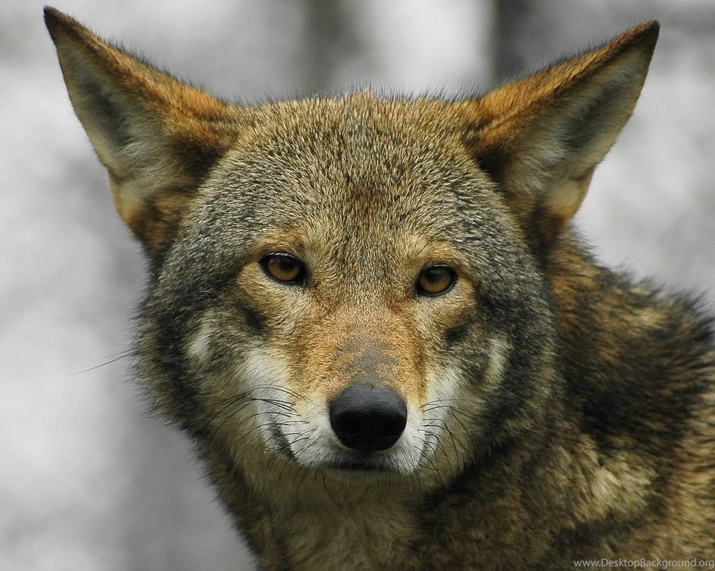 Top Red Wolf Animal Images For Pinterest