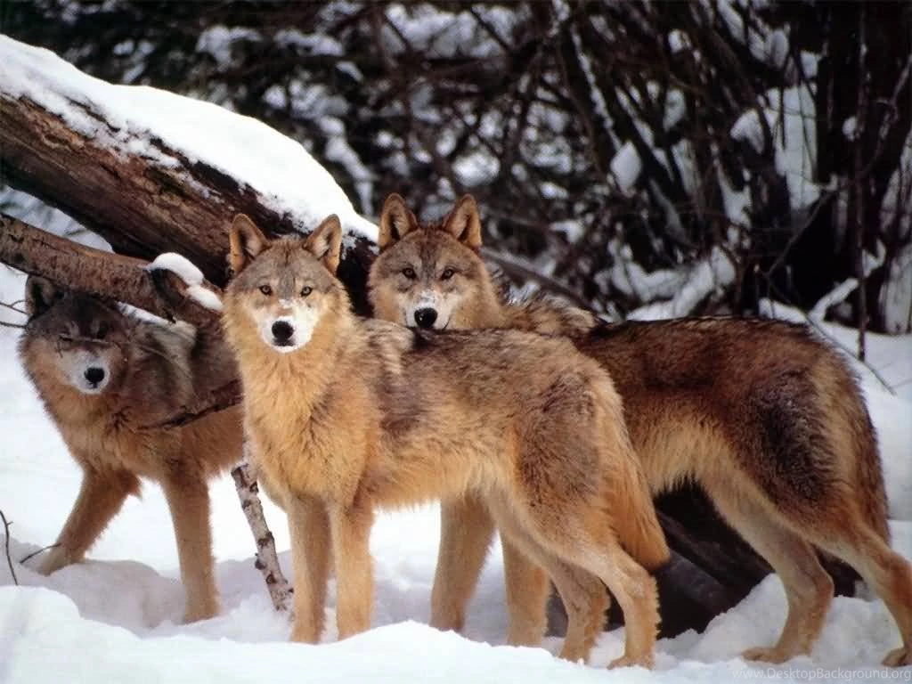 Red Wolf Pictures HD Wallpapers Lovely