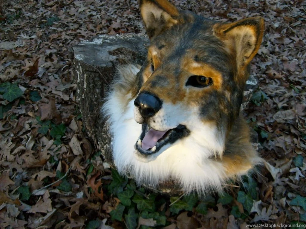 Red Wolf Mask By Thundolis On DeviantArt Desktop Background