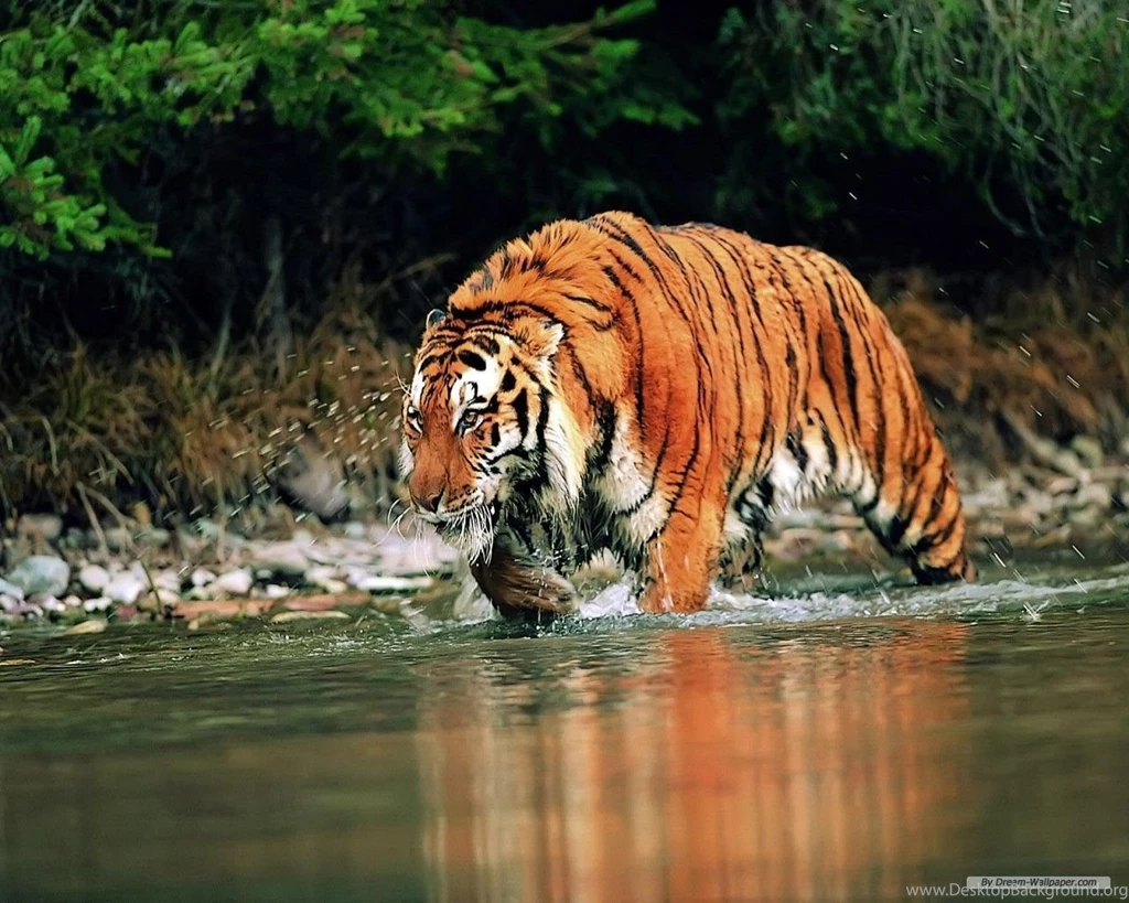 Free Wallpapers Free Animal Wallpapers South China Tiger ...