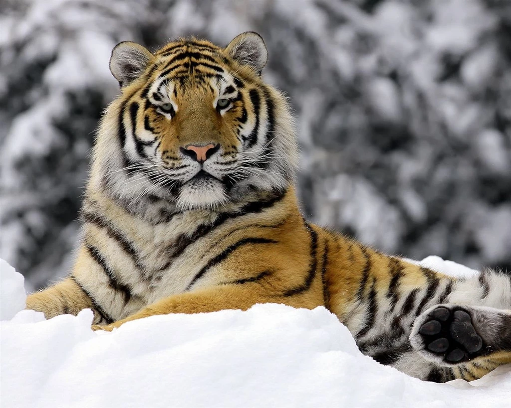 Tiger In Winter Wallpapers
