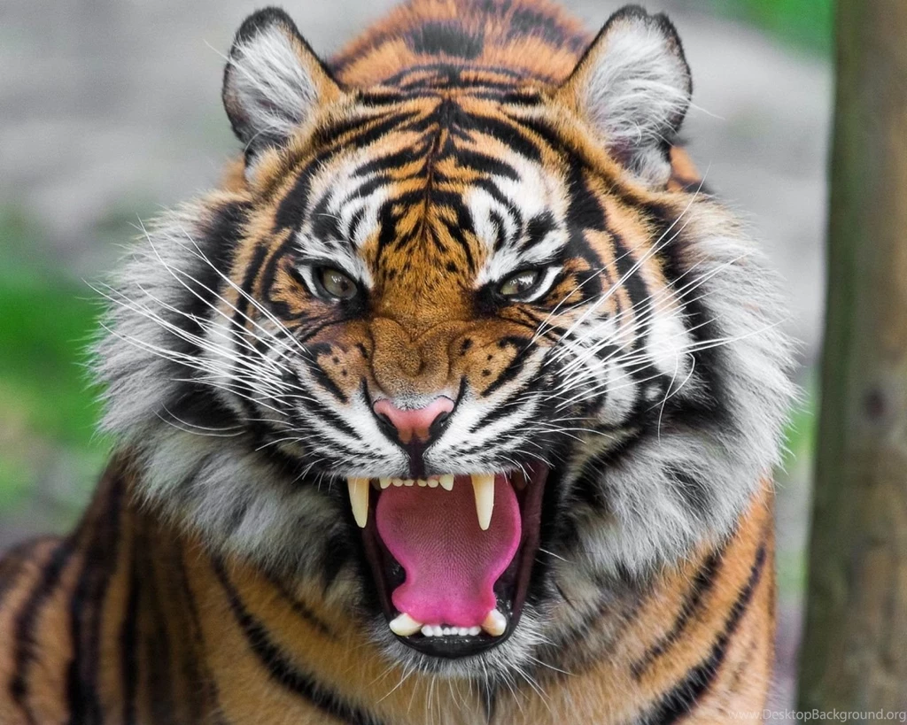 1280x1024 Threatening Tiger Wallpapers