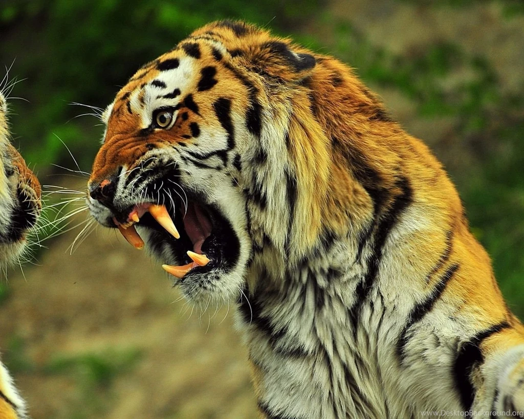 1280x1024 Tiger Angry Wallpapers