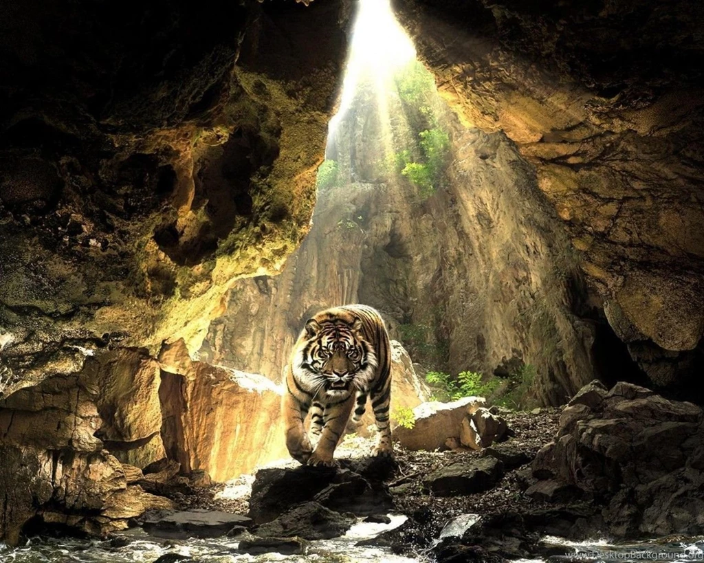 HDscreen: Tiger Cave Lurking Sunlight Desktop Bakcgrounds