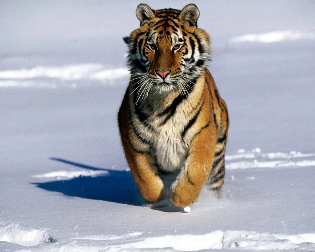 Charge!, Siberian Tiger Wallpapers