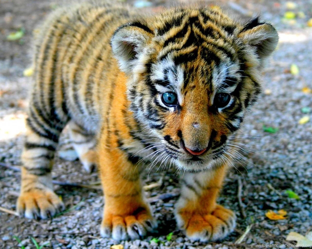 1280x1024 Cute Tiger Cub Desktop PC And Mac Wallpapers