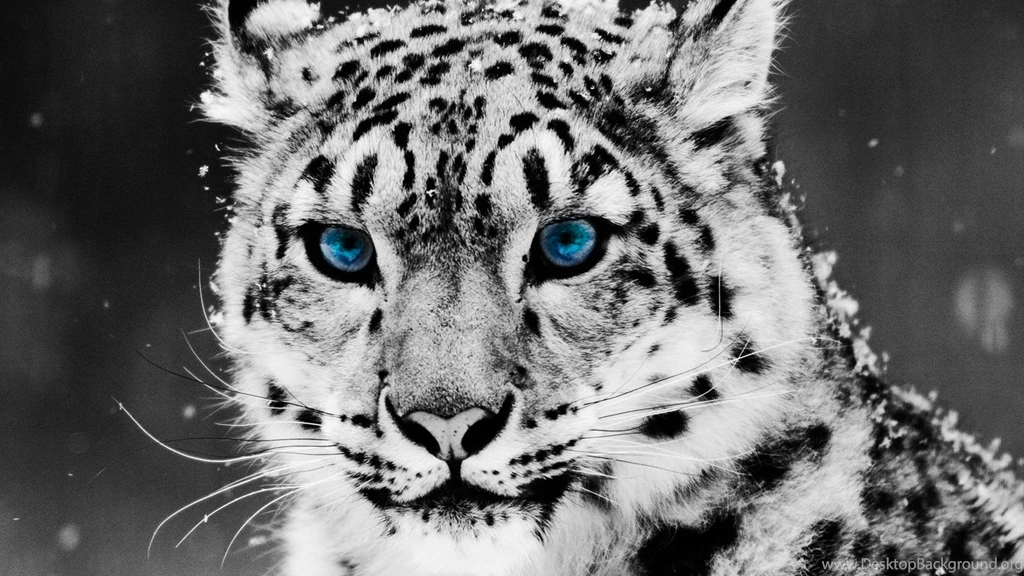 Top Top Hd Wallpaper Images For Pinterest