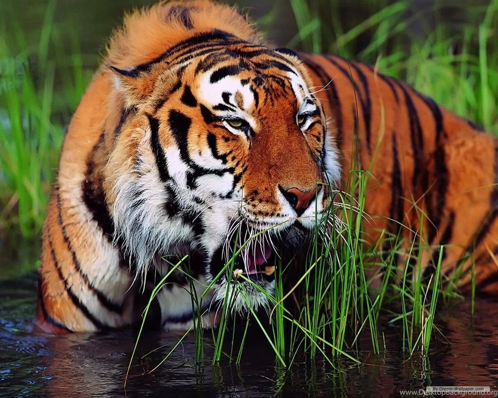 Free Wallpapers Free Animal Wallpapers South China Tiger ...