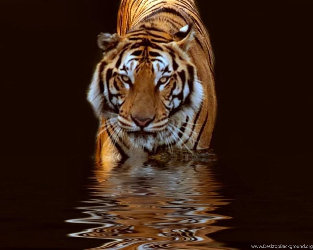 Animals: Tiger, Picture Nr. 31414