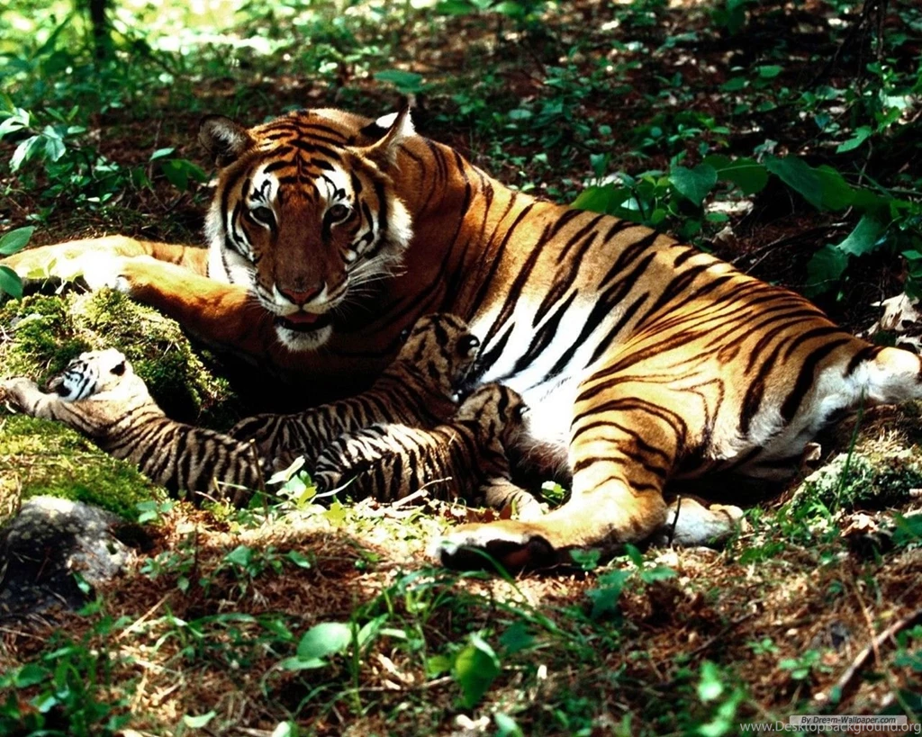 Free Wallpapers Free Animal Wallpapers Tiger Wallpapers ...