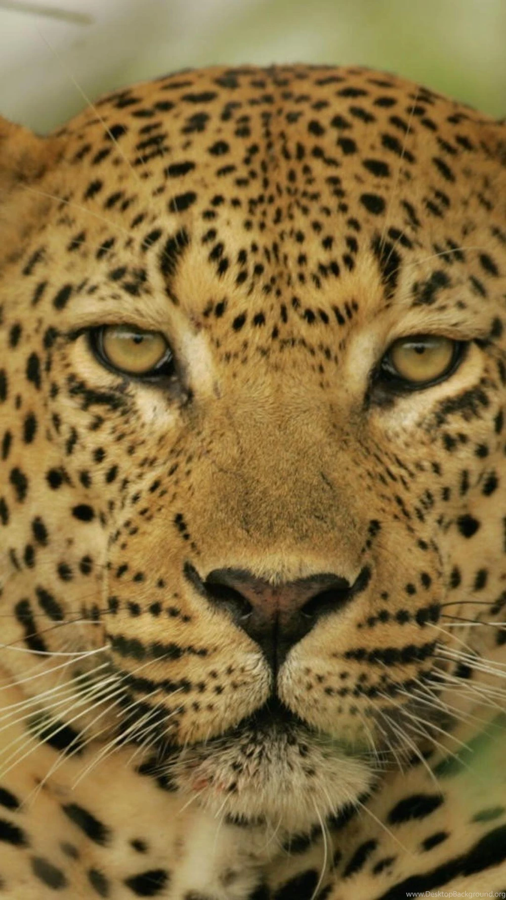 1024x1024 wallpapers hd animals leopard iphone 6 plus 1080x1920 wallpaper.jpg