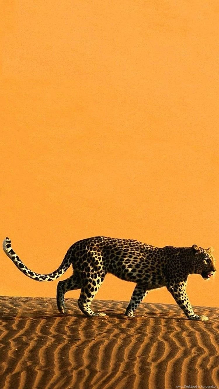 Wallpapers Iphone 6 Inches 4 7 Awesome Hi Quality