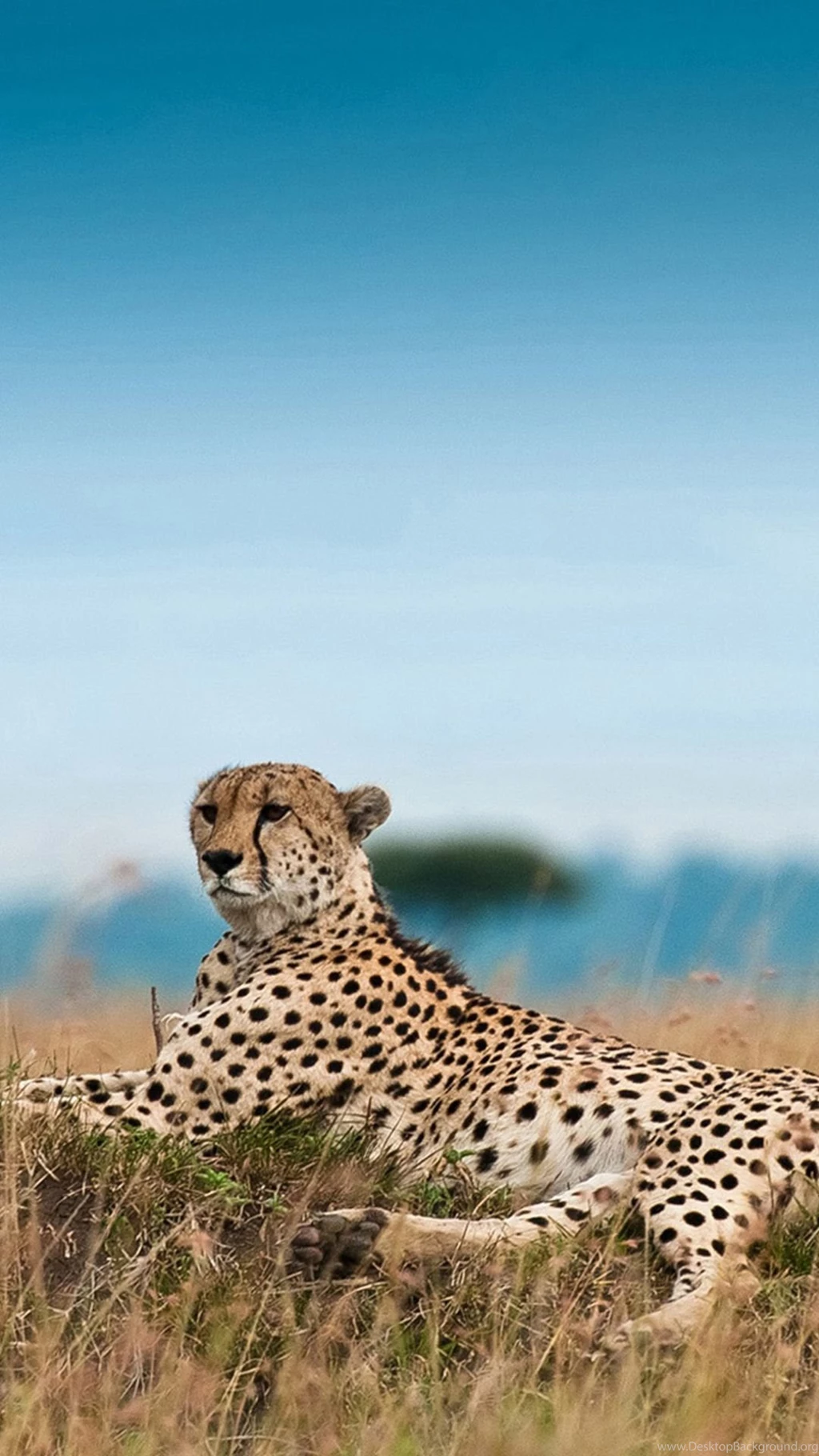 South Africa Leopard iPhone 6 Wallpapers Download