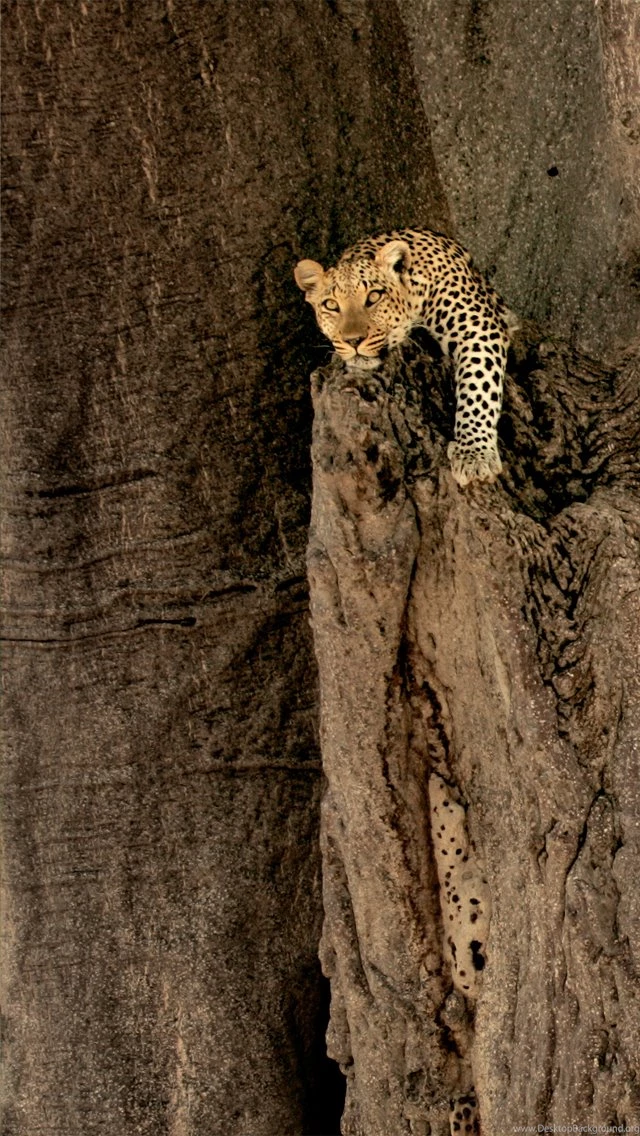 Free Wallpapers For IPhone, IPad, IPod Touch, Apple Watch And More!