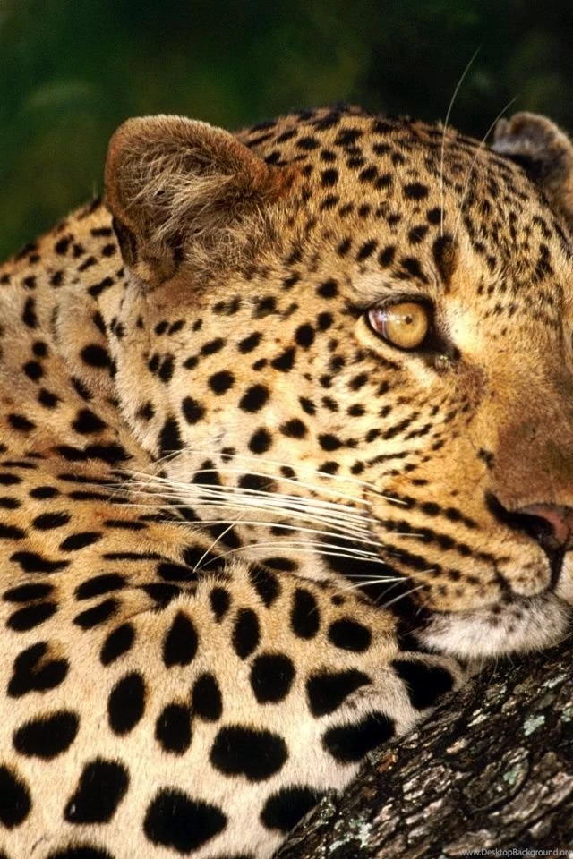 640x960 Leopard Thinking Iphone 4 Wallpapers