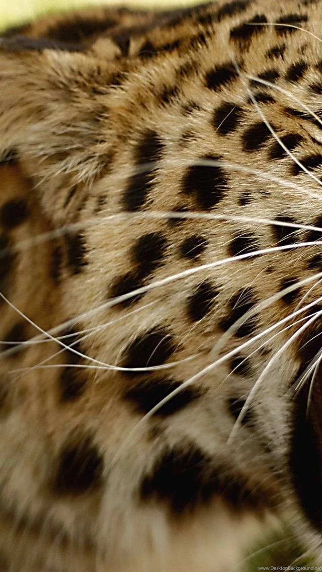 Angry Leopard iPhone 5 Wallpapers