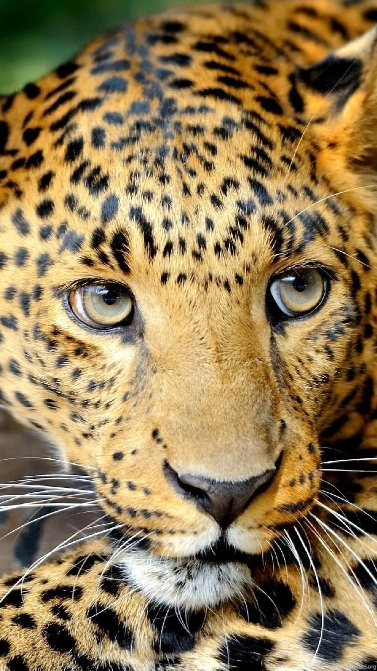 Leopard Free Iphone Wallpapers