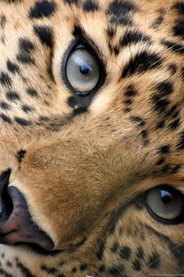 Download Wallpapers 640x960 Leopard, Face, Eyes, Big Cat iPhone 4S ...