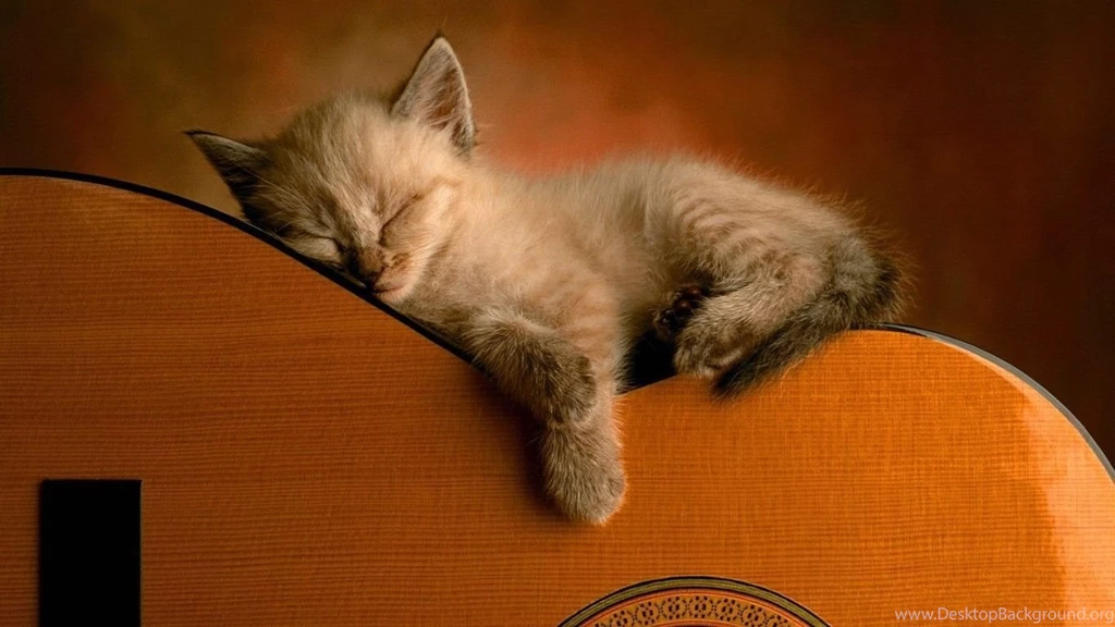 Free Download Cute Cat Download Download Free Pics, HQ Backgrounds ...